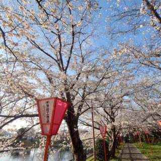 毎年恒例のお花見を行いました(^^)